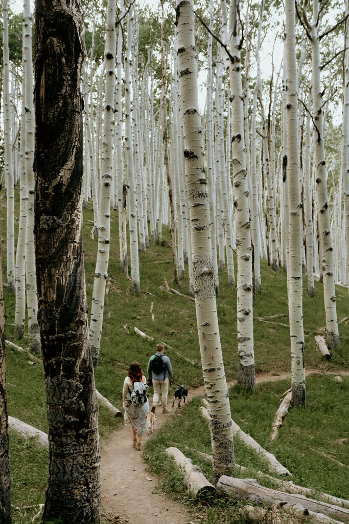 wedding couple hiking in aspen trees in flagstaff